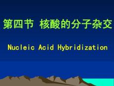 第四節(jié) 　核酸的分子雜交
