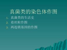 6真菌類的染色體作
