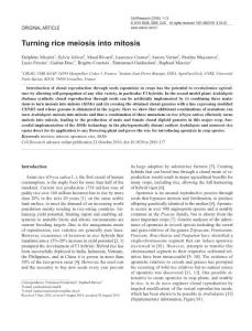 cr2016117a-Turning rice meiosis into mitosis