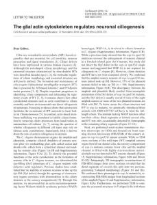 cr2016131a-The glial actin cytoskeleton regulates neuronal ciliogenesis