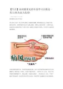 農(nóng)村最常見(jiàn)的車前草可以救這一類人