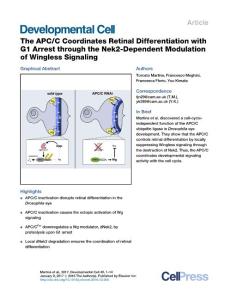 Developmental Cell-2016-The APC-C Coordinates Retinal Differentiation with G1 Arrest through the Nek2-Dependent Modulation of Wingless Signaling