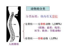 第四节鱼l类课件