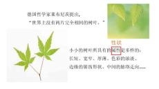 8.2.5生物的变异