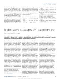 ncb3460-CPEB4 links the clock and the UPR to protect the liver