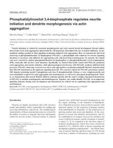 cr201713a-Phosphatidylinositol 3,4-bisphosphate regulates neurite initiation and dendrite morphogenesis via actin aggregation