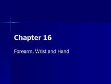 Chapter 16Forearm Wrist and Hand(PPT-70)