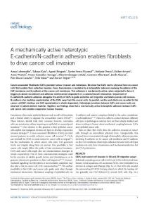 ncb3478-A mechanically active heterotypic E-cadherin-N-cadherin adhesion enables fibroblasts to drive cancer cell invasion