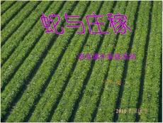 英特尔未来教育课件(蛇与庄稼----语文实践活动)教师演示文稿