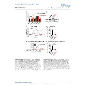 ncb3514-SWELL1 is a regulator of adipocyte size, insulin signalling and glucose homeostasis-Supp