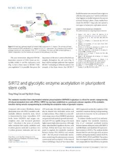 ncb3522-SIRT2 and glycolytic enzyme acetylation in pluripotent stem cells