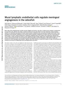 nn.4558-Mural lymphatic endothelial cells regulate meningeal angiogenesis in the zebrafish