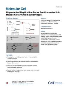 Molecular Cell-2017-Unprotected Replication Forks Are Converted into Mitotic Sister Chromatid Bridges
