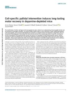 nn.4559-Cell-specific pallidal intervention induces long-lasting motor recovery in dopamine-depleted mice
