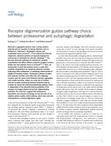 ncb3531-Receptor oligomerization guides pathway choice between proteasomal and autophagic degradation