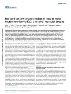 nn.4561-Reduced sensory synaptic excitation impairs motor neuron function via Kv2.1 in spinal muscular atrophy