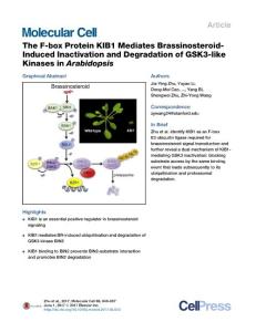 Molecular Cell-2017-The F-box Protein KIB1 Mediates Brassinosteroid-Induced Inactivation and Degradation of GSK3-like Kinases in Arabidopsis