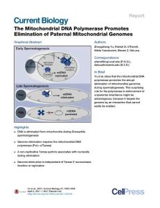 Current-Biology_2017_The-Mitochondrial-DNA-Polymerase-Promotes-Elimination-of-Paternal-Mitochondrial-Genomes