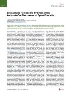 Neuron_2017_Extracellular-Remodeling-by-Lysosomes-An-Inside-Out-Mechanism-of-Spine-Plasticity