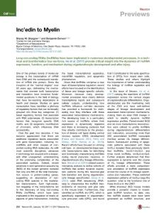 Neuron_2017_lnc-edin-to-Myelin