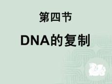 DNA的复制