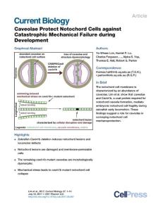 Current Biology-2017-Caveolae Protect Notochord Cells against Catastrophic Mechanical Failure during Development