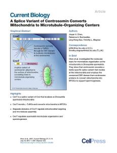 Current-Biology_2017_A-Splice-Variant-of-Centrosomin-Converts-Mitochondria-to-Microtubule-Organizing-Centers