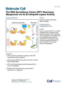 Molecular-Cell_2017_The-RNA-Surveillance-Factor-UPF1-Represses-Myogenesis-via-Its-E3-Ubiquitin-Ligase-Activity