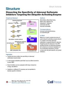Structure_2017_Dissecting-the-Specificity-of-Adenosyl-Sulfamate-Inhibitors-Targeting-the-Ubiquitin-Activating-Enzyme