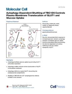 Molecular Cell-2017-Autophagy-Dependent Shuttling of TBC1D5 Controls Plasma Membrane Translocation of GLUT1 and Glucose Uptake