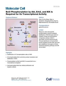 Molecular Cell-2017-Bcl3 Phosphorylation by Akt, Erk2, and IKK Is Required for Its Transcriptional Activity