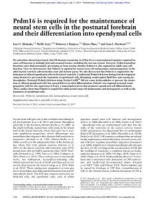 Genes Dev.-2017-Shimada-1134-46-Prdm16 is required for the maintenance of neural stem cells in the postnatal forebrain and their differentiation into ependymal cells