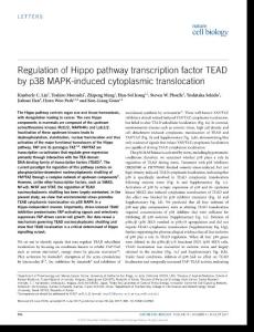 ncb3581-Regulation of Hippo pathway transcription factor TEAD by p38 MAPK-induced cytoplasmic translocation