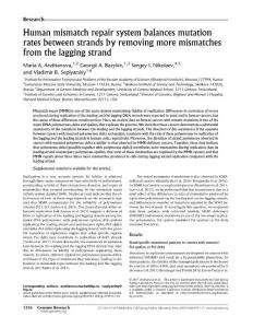 Genome Res.-2017-Andrianova-1336-43-Human mismatch repair system balances mutation rates between strands by removing more mismatches from the lagging strand