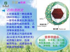 保肝护肝4-乙肝