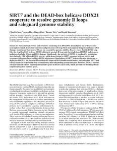 Genes Dev.-2017-Song-1370-81-SIRT7 and the DEAD-box helicase DDX21 cooperate to resolve genomic R loops and safeguard genome stability
