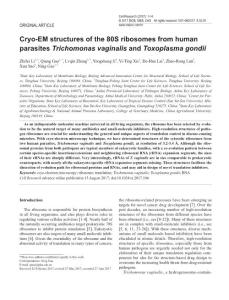cr2017104a-Cryo-EM structures of the 80S ribosomes from human parasites Trichomonas vaginalis and Toxoplasma gondii