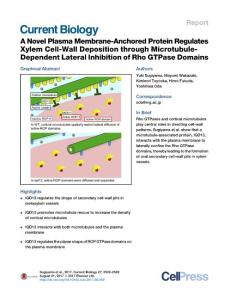Current-Biology_2017_A-Novel-Plasma-Membrane-Anchored-Protein-Regulates-Xylem-Cell-Wall-Deposition-through-Microtubule-Dependent-Lateral-Inhibition-of