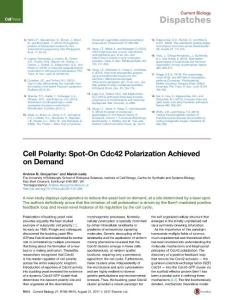 Current-Biology_2017_Cell-Polarity-Spot-On-Cdc42-Polarization-Achieved-on-Demand