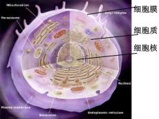 生物：3.3 《细胞核——系统的控制中心》课件（2）（新人教版必修1）