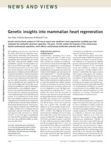 ng.3942-Genetic insights into mammalian heart regeneration