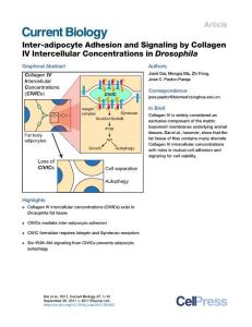Current-Biology_2017_Inter-adipocyte-Adhesion-and-Signaling-by-Collagen-IV-Intercellular-Concentrations-in-Drosophila