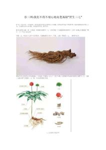 春三網我們不得不痛心地向您揭秘野生三七