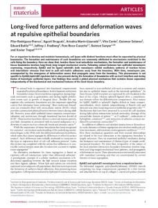 nmat4972-Long-lived force patterns and deformation waves at repulsive epithelial boundaries