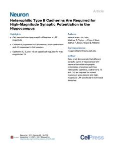 Neuron_2017_Heterophilic-Type-II-Cadherins-Are-Required-for-High-Magnitude-Synaptic-Potentiation-in-the-Hippocampus