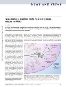 nsmb.3479-Paraspeckles nuclear nests helping to raise mature miRNAs