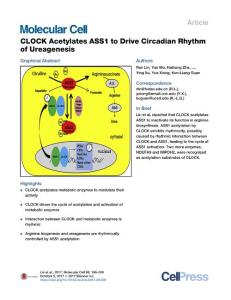 Molecular Cell-2017-CLOCK Acetylates ASS1 to Drive Circadian Rhythm of Ureagenesis