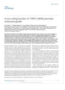 ncb3623-A non-coding function of TYRP1 mRNA promotes melanoma growth