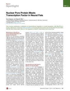 Neuron_2017_Nuclear-Pore-Protein-Meets-Transcription-Factor-in-Neural-Fate
