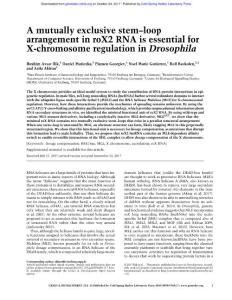 Genes Dev.-2017-Ilik-A mutually exclusive stem–loop arrangement in roX2 RNA is essential for X-chromosome regulation in Drosophila